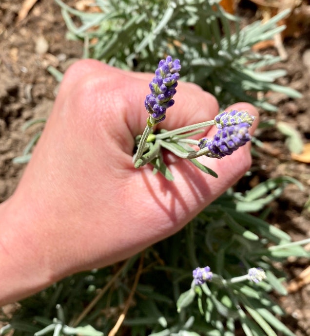 Sudden tomato demise begets lavender-scented hope
